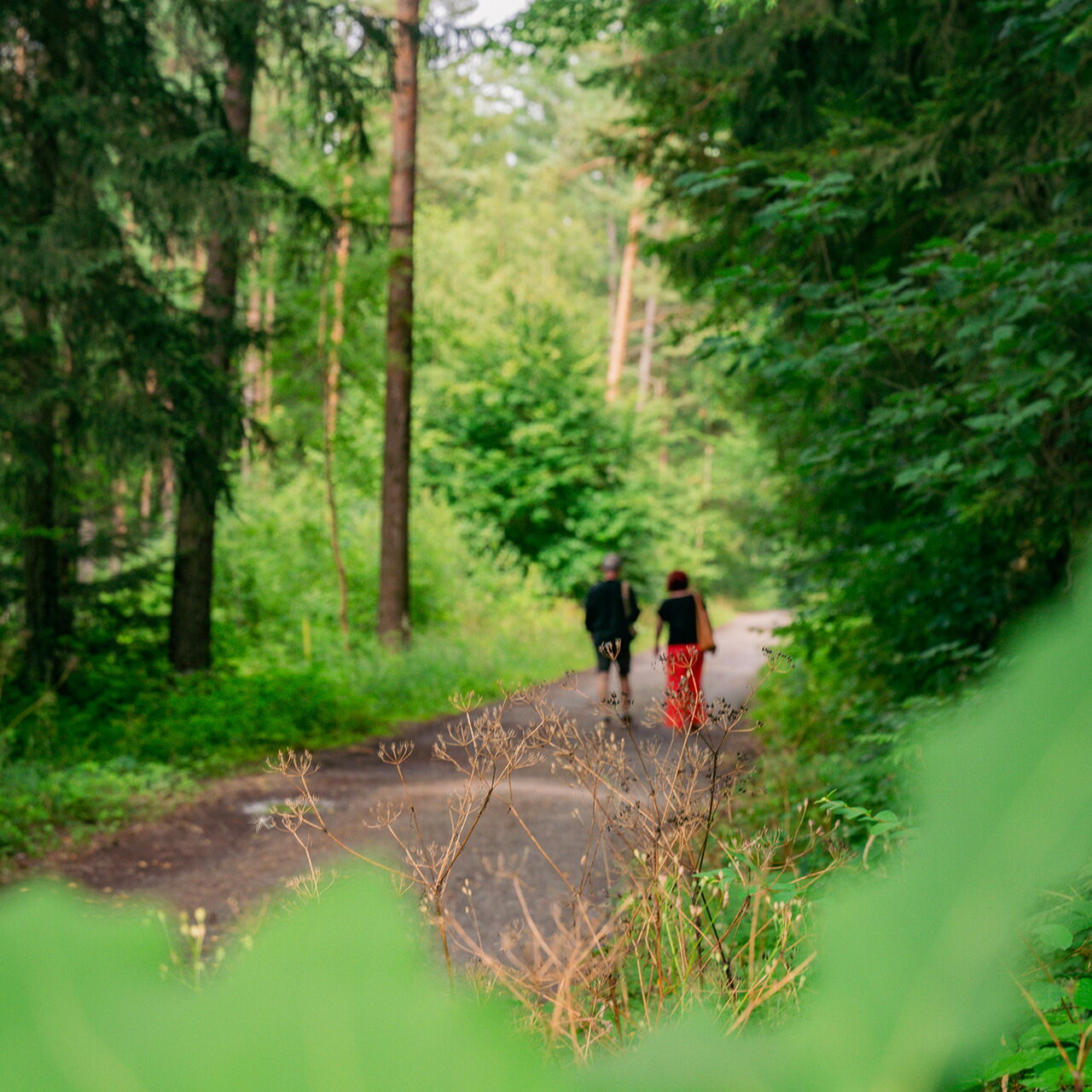 Zwei Personen spazieren auf einem Waldweg, umgeben von üppigem Grün und hohen Bäumen, in der friedlichen Natur.