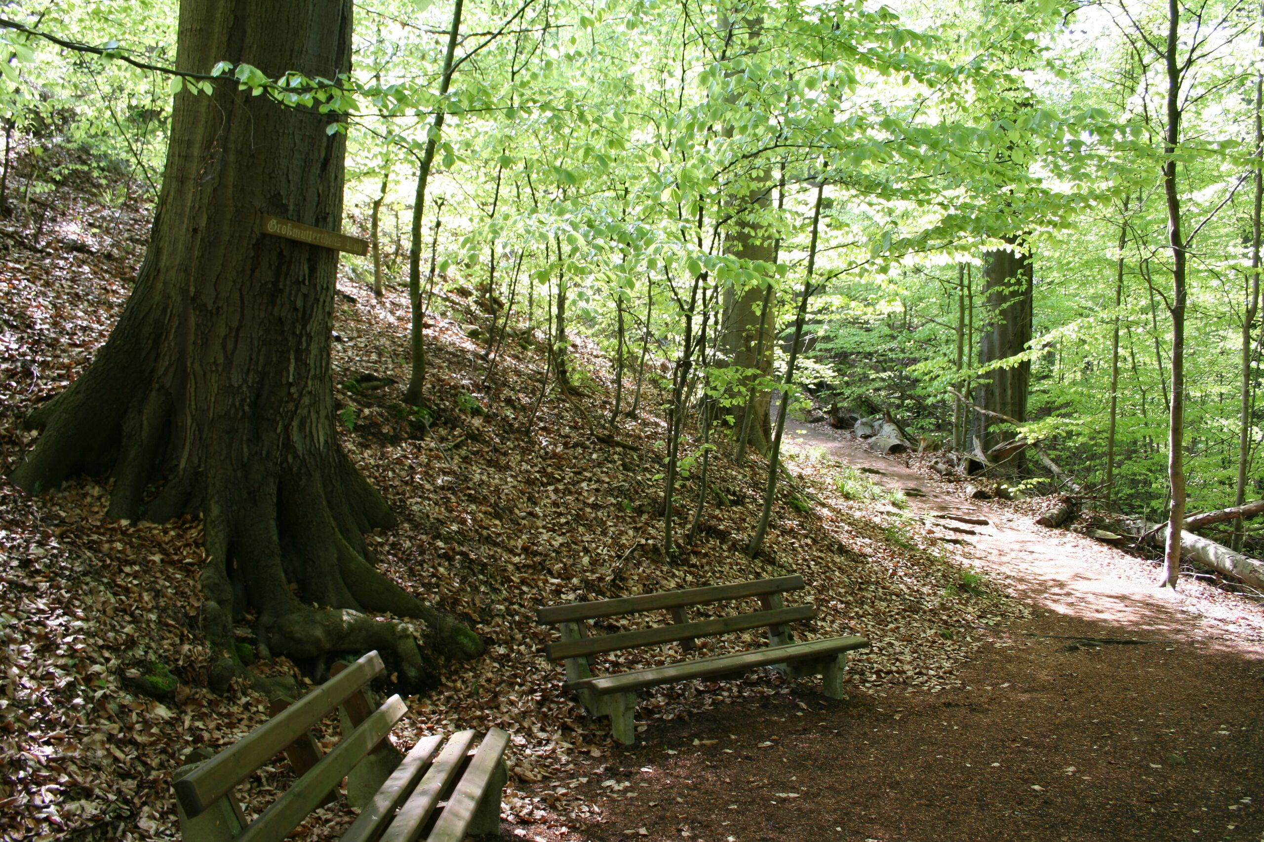 Zwei Bänke stehen auf einem Laubweg im sonnendurchfluteten Buchenwald.