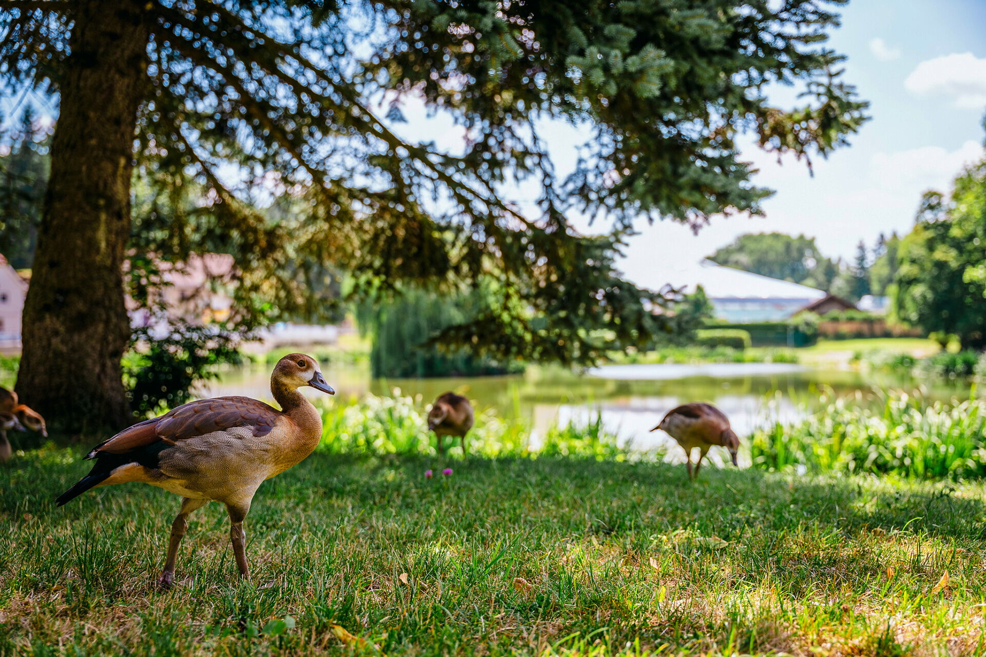 Eine Ente spaziert über eine grüne Wiese unter einem Baum am See, betont den Umweltschutz in der Natur.