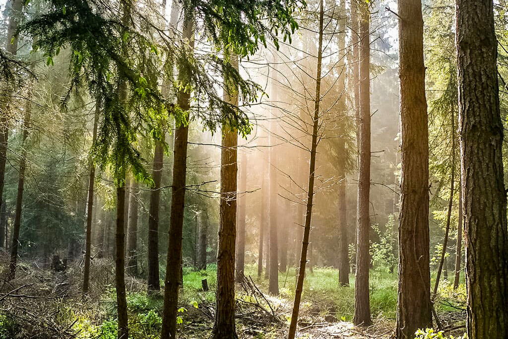 Sonnenstrahlen durchdringen den dichten Wald im Zeitzgrund und tauchen die Bäume in ein warmes Licht.