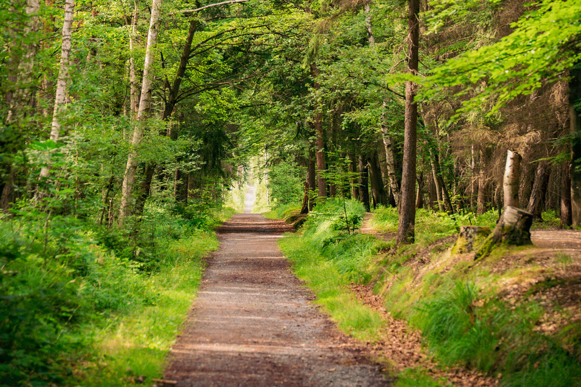 Ein ruhiger Waldweg in Bad Klosterlausnitz führt durch dichtes Grün, das im Sonnenlicht leuchtet und eine einladende Atmosphäre schafft.