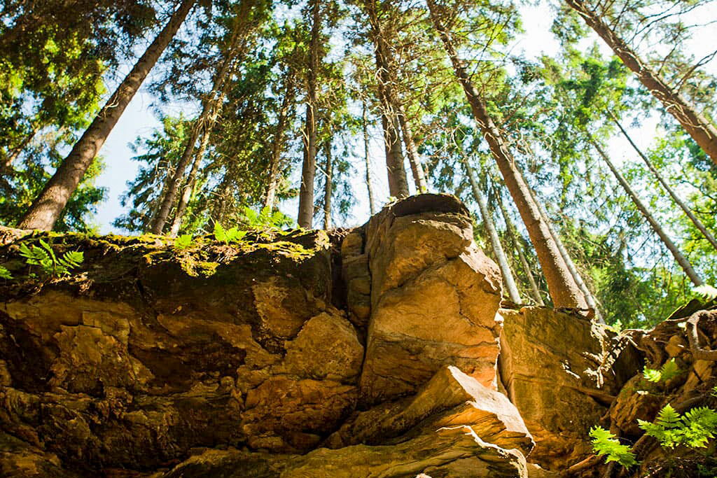 Ein Blick von unten auf hohe Bäume und moosbewachsene Felsen im sonnigen Mühltal-Wald.